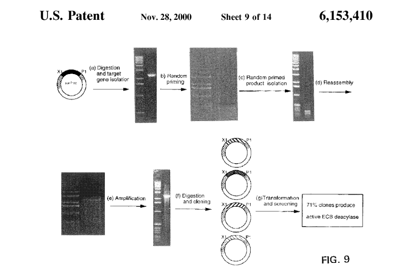 Image: U.S. patent no. 6,153,410 for “Recombination of polynucleotide sequences using random or defined primers” details Arnold’s seminal work in enzyme directed evolution.